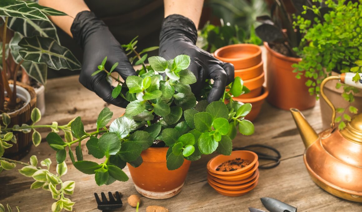 Kalanchoe plant transplanting proces. Rustic style