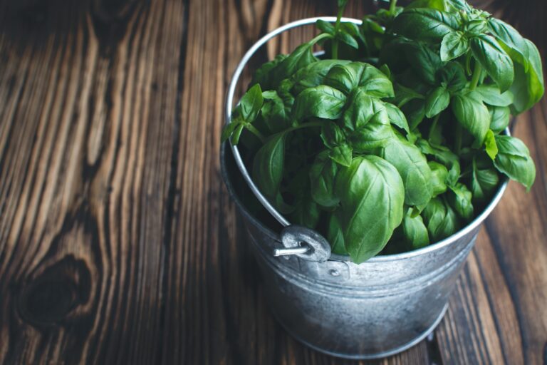 Little bucket of basil