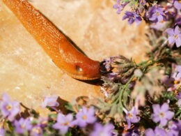 Orange Slug Among Purple Wildflowers