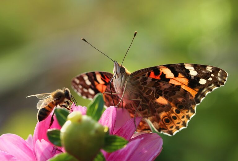 Why Your Garden Isn’t Attracting Pollinators—And Easy Fixes To Try