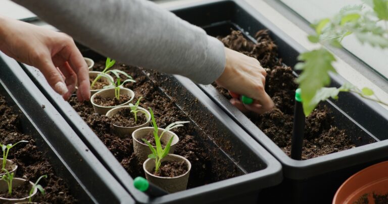 How You Can Grow Salad Greens In A Shoebox-Sized Space