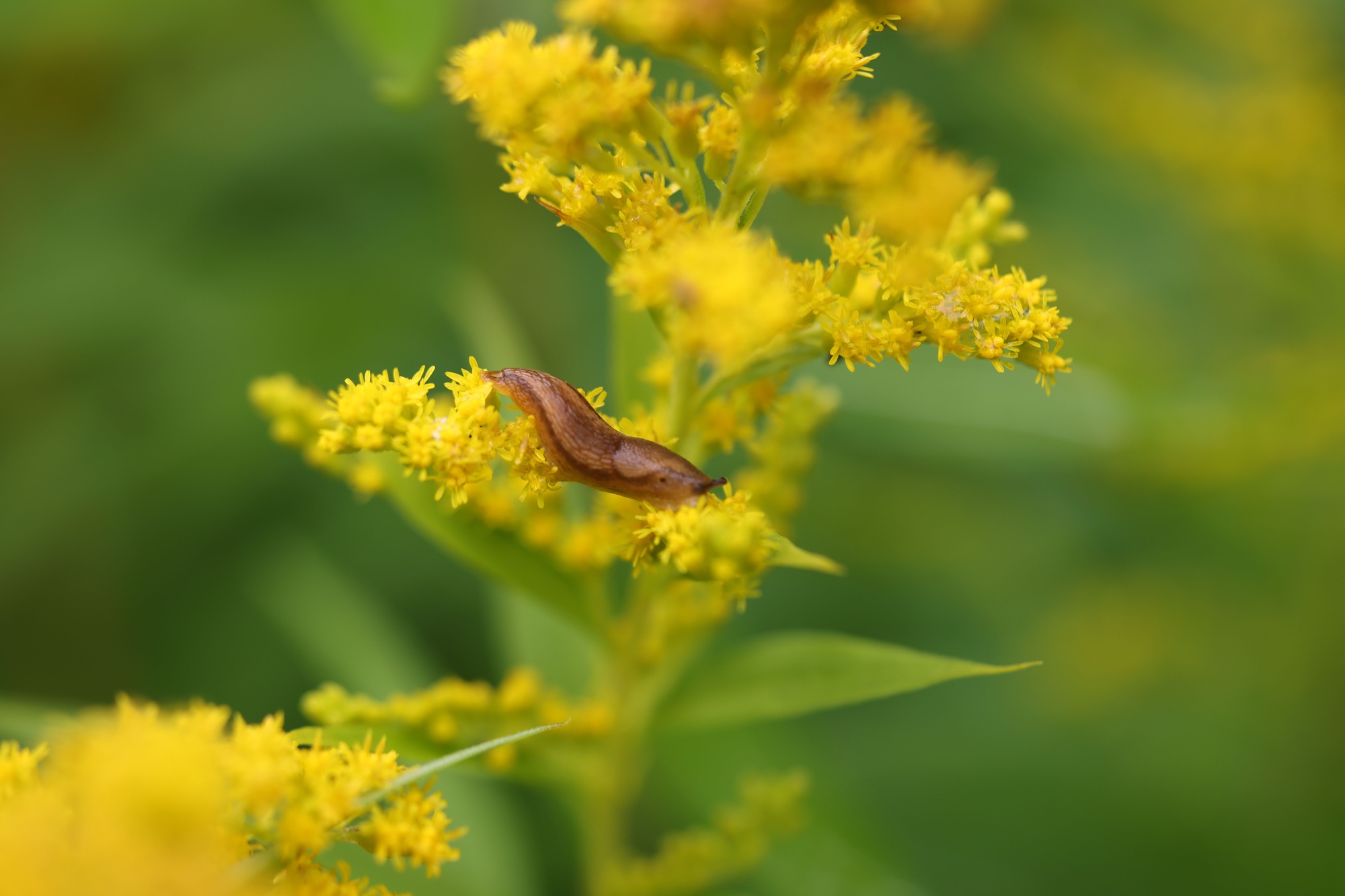 Small brown slug stands slithering on bright yellow flowers