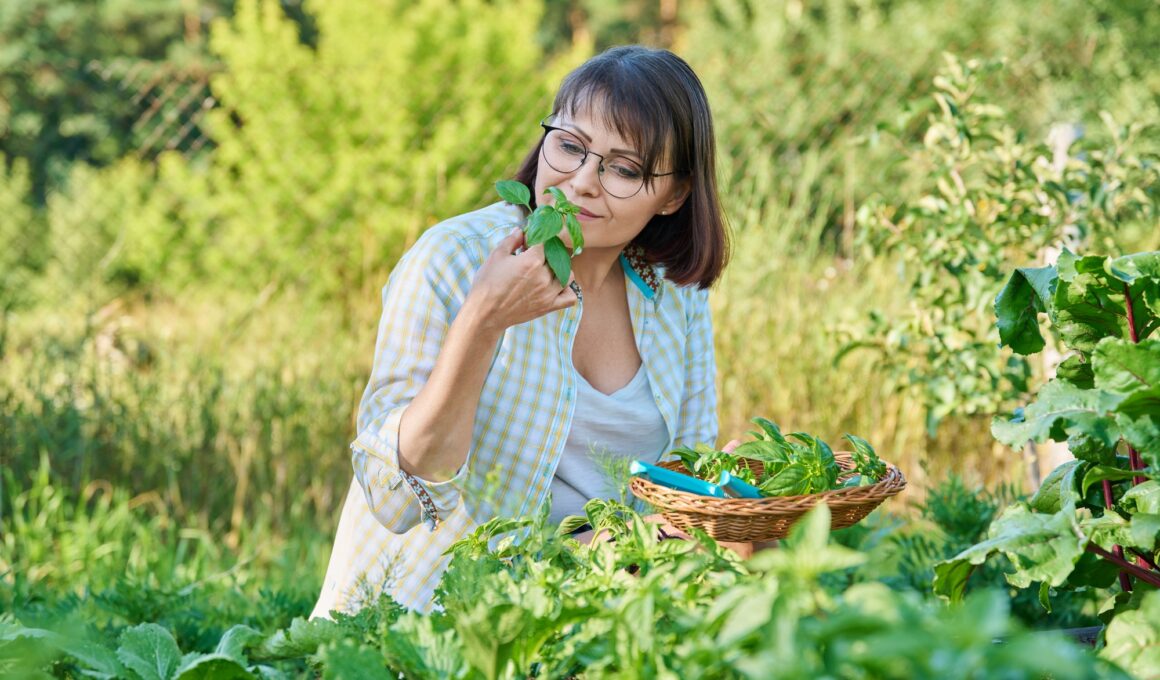 Smiling woman with harvest of basil leaves in summer garden.