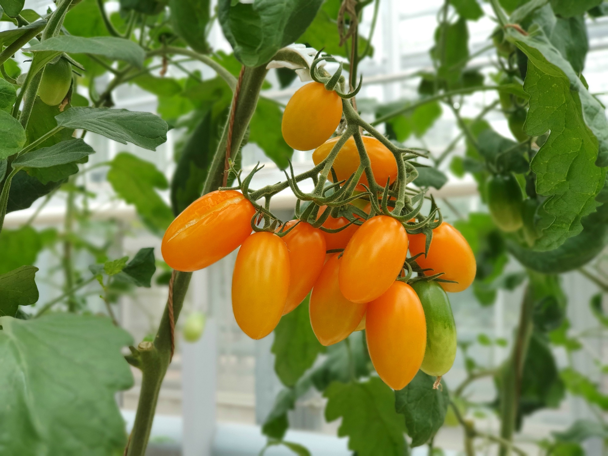 Colorful Tomatoes(vegetables and fruits) are growing in indoor farm/vertical farm.