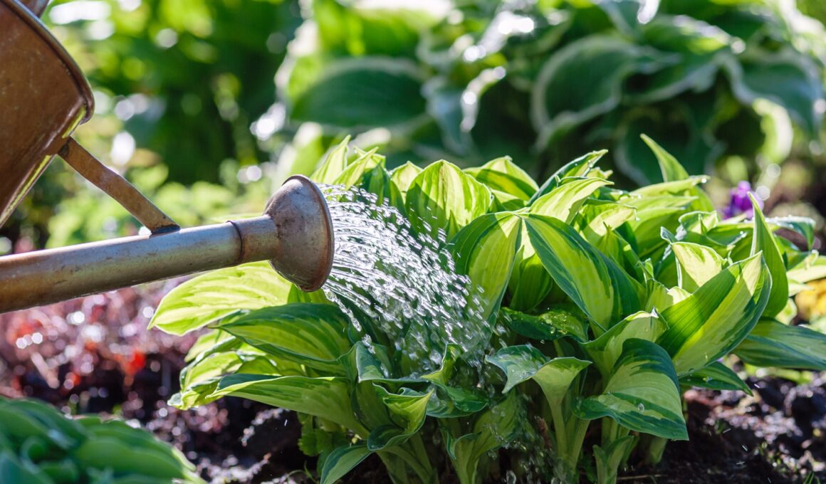 watering plants on flowerbed in summer garden