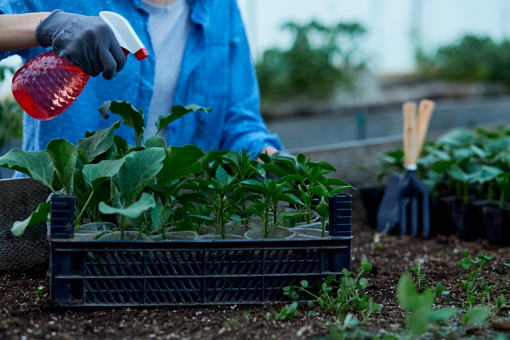 Woman gardener caring and watering young eggplants close up in the greenhouse. Spring work
