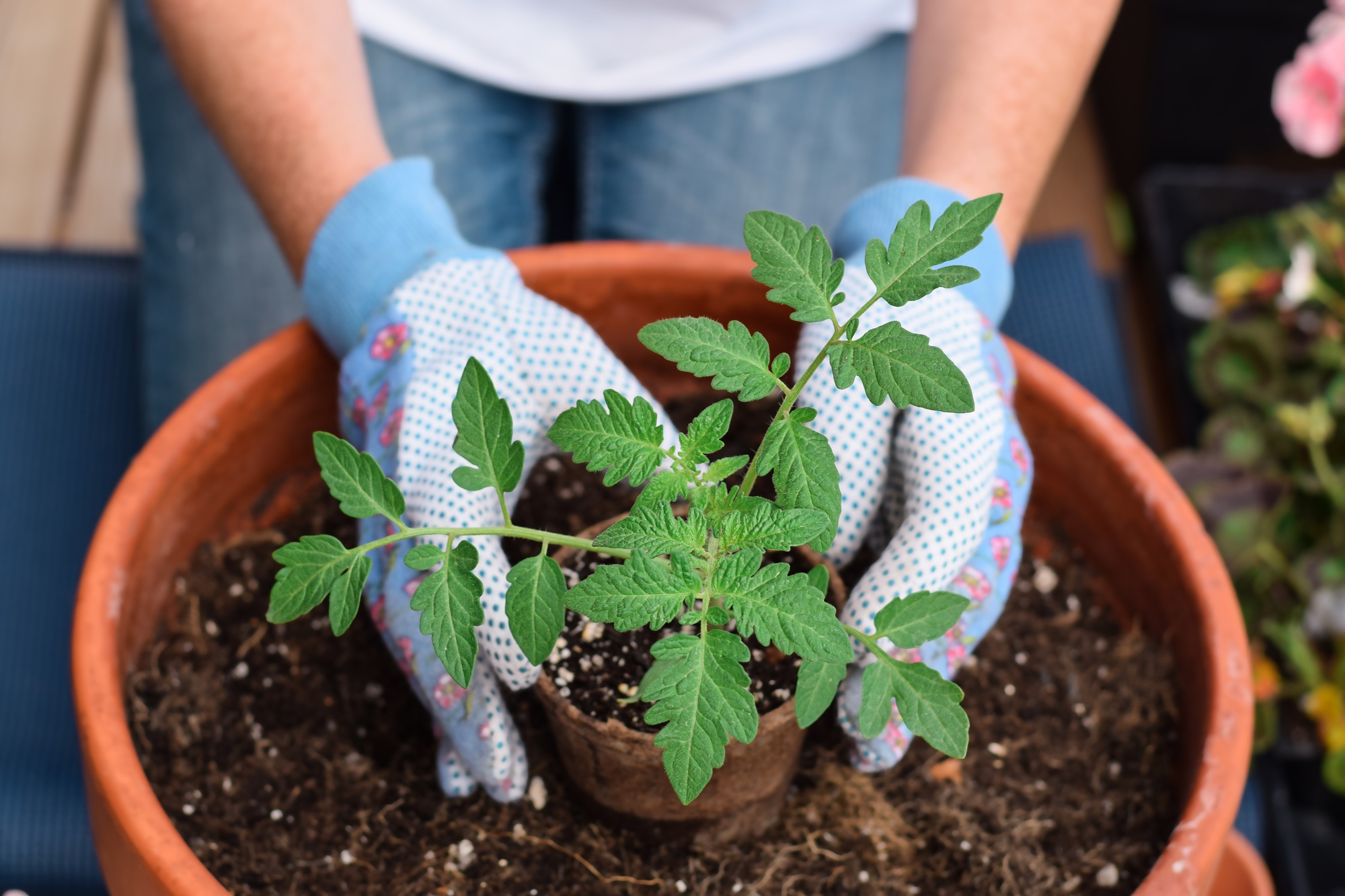Woman planting tomato seedling in a terracotta pot on a balcony or patio