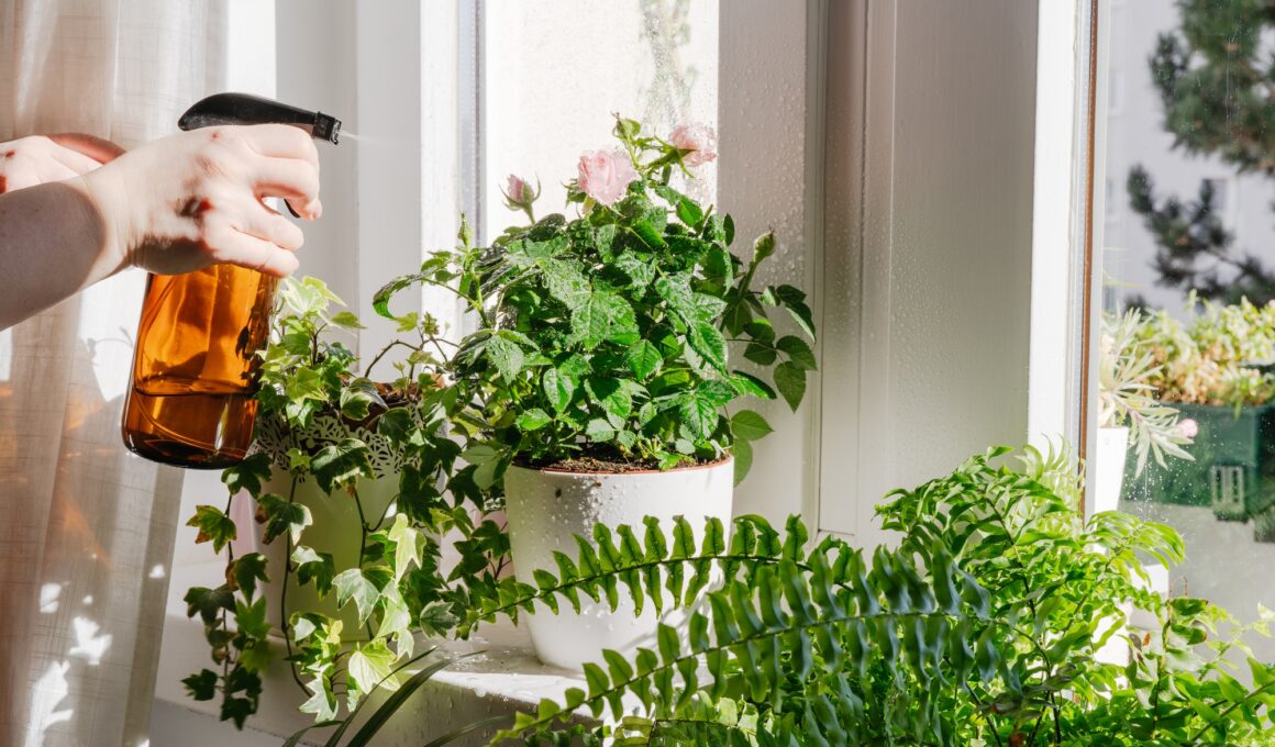 Woman taking care and watering dry indoor plants