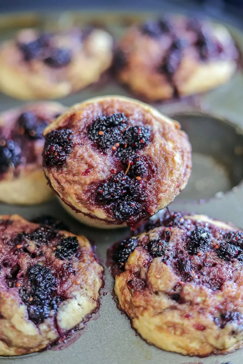Mulberry Muffins