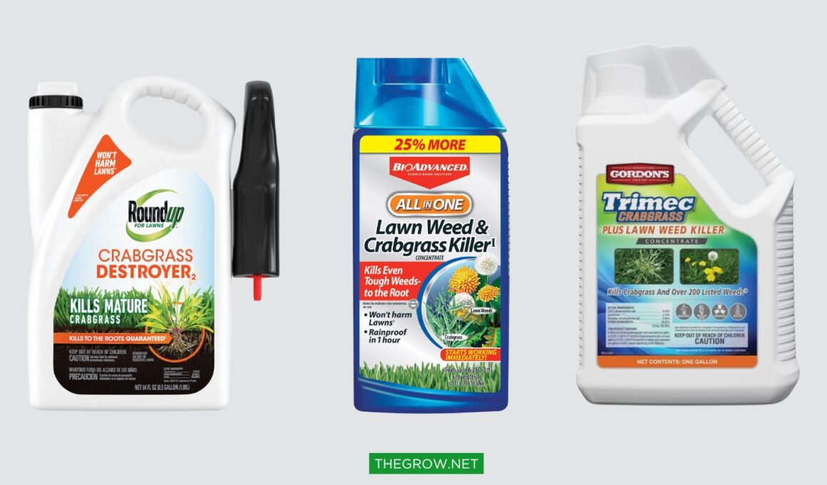 The Best Crabgrass Killer for Summer