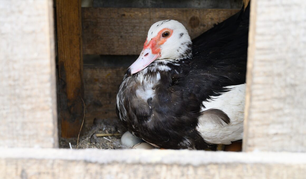 a black and white indo duck or musk duck laying in a wooden nest on eggs