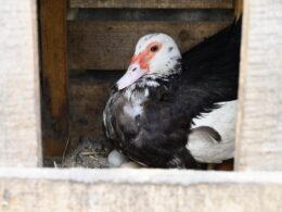 a black and white indo duck or musk duck laying in a wooden nest on eggs
