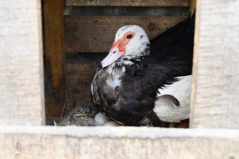 a black and white indo duck or musk duck laying in a wooden nest on eggs