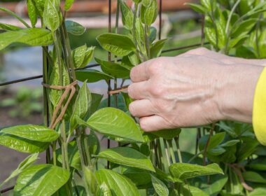a woman tie up a climbing plant