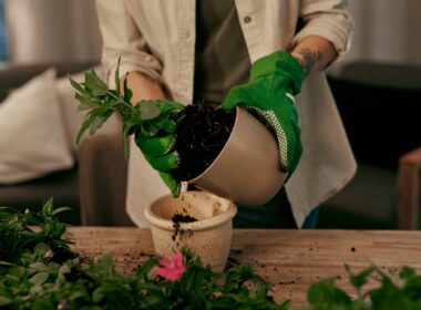 Adding my magic potting soil to the mix