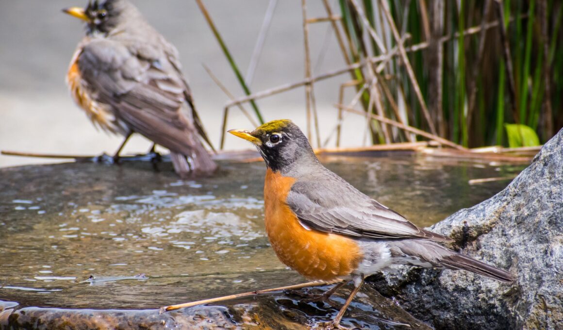 American Robins at a birdbath