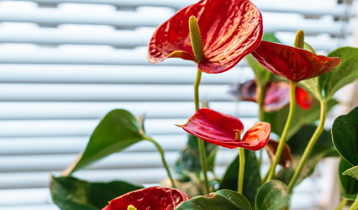 Anthurium flower care, flowering, growth at home