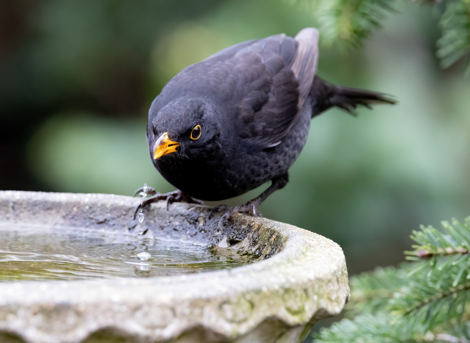 Blackbird sitting on a birdbath basin