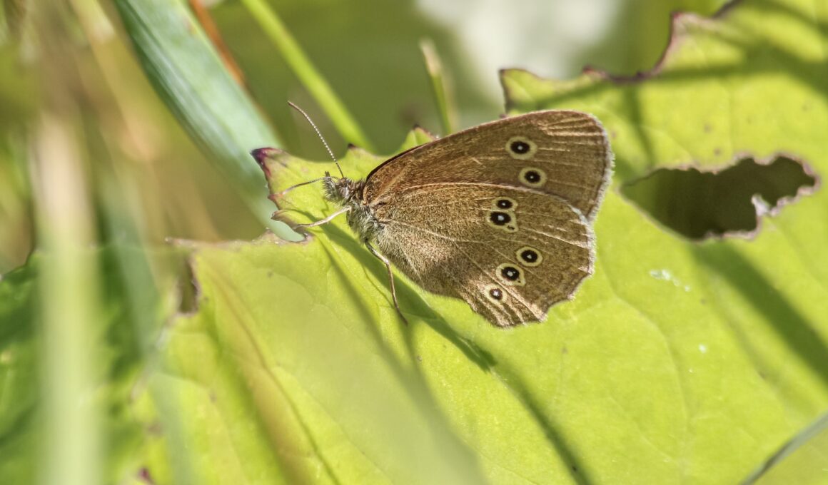Butterfly on a green leaf
