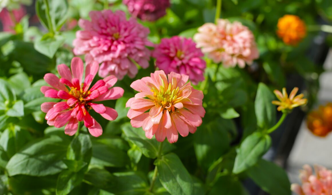Colorful zinnia flowers blooming in the garden