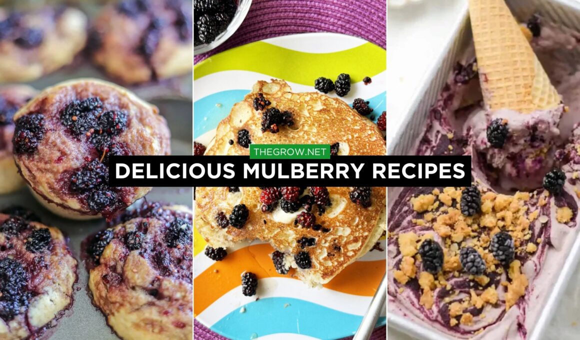 delicious mulberry recipes