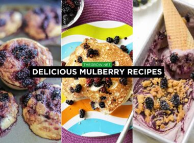 delicious mulberry recipes