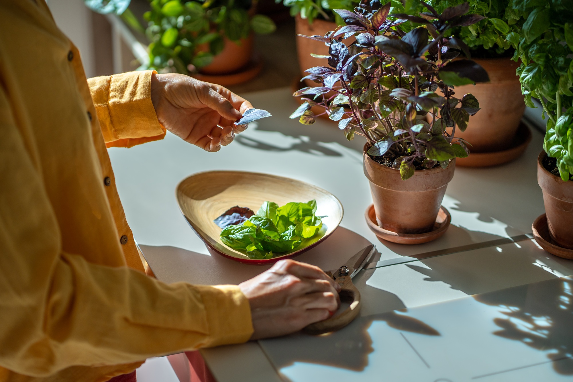 Female gardener cuts basil leaves. Healthy tasty seasonings grown indoors. Harvest