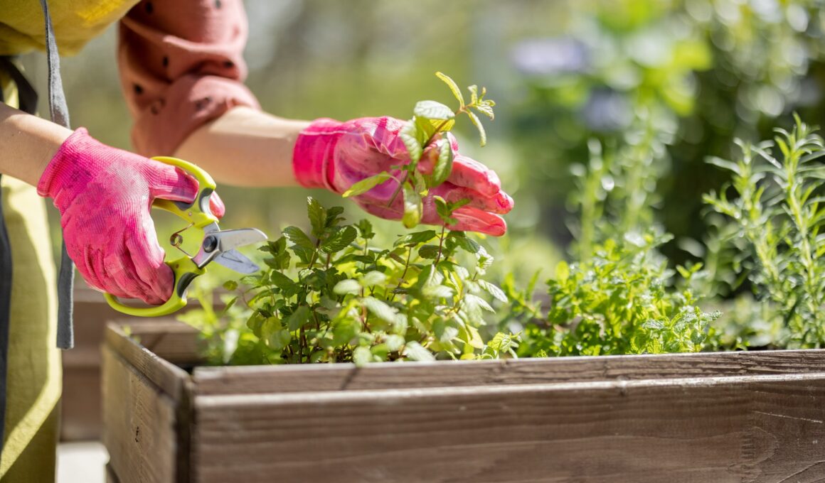 Gardener cutting spicy herbs with scissors