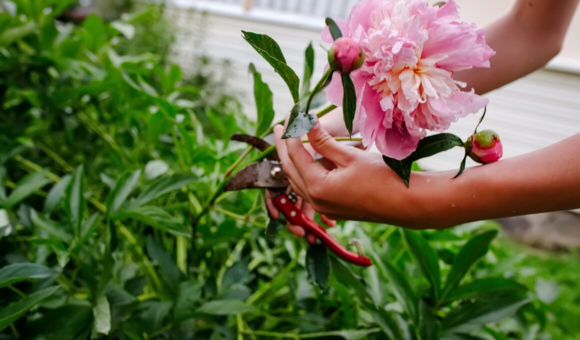 gardener picks pink peony in summer garden with a pair of pruning shears. Collecting cut flowers