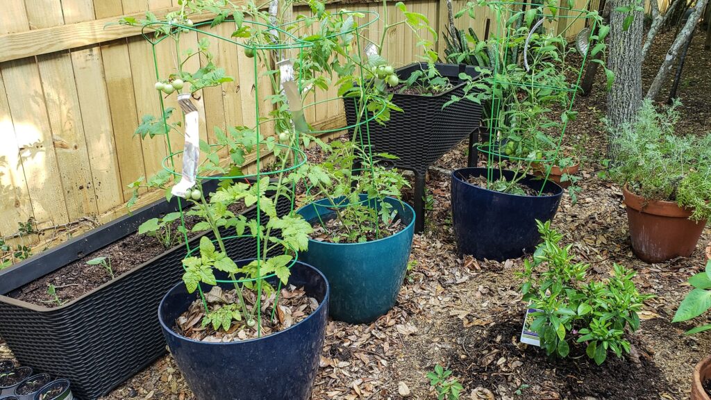 Growing plants in containers in backyard on top of bare ground in minimalist landscape.