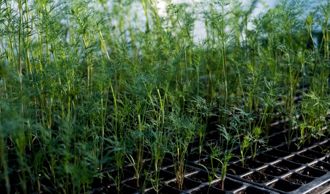 High angle close up of young carrot plants in seed tray.
