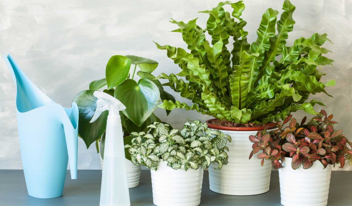 houseplants Asplenium nidus, peperomia and fittonia in flowerpot