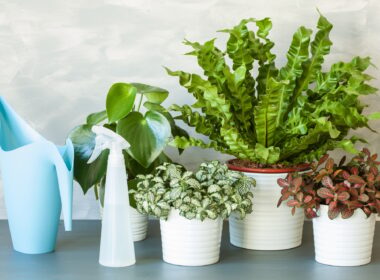 houseplants Asplenium nidus, peperomia and fittonia in flowerpot