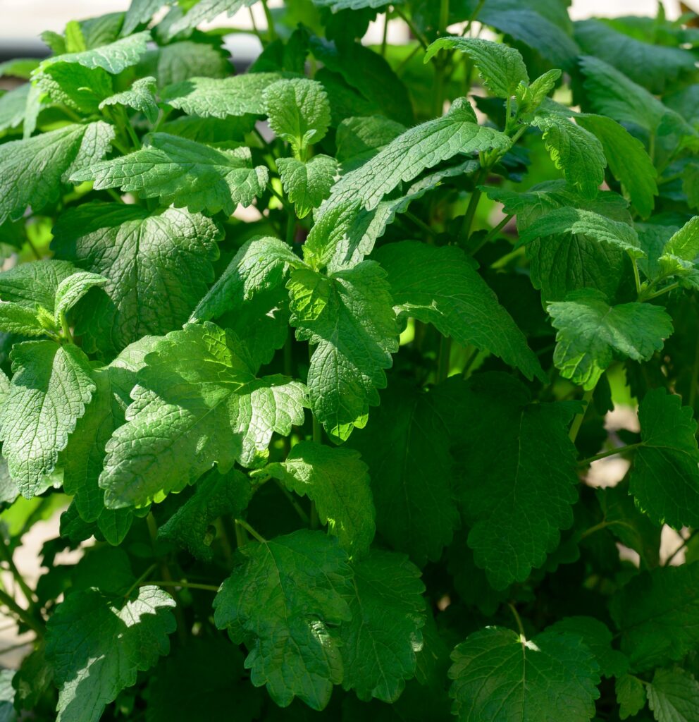 Mint bush with green leaves growing in the garden