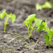 Newly planted bean seedlings.