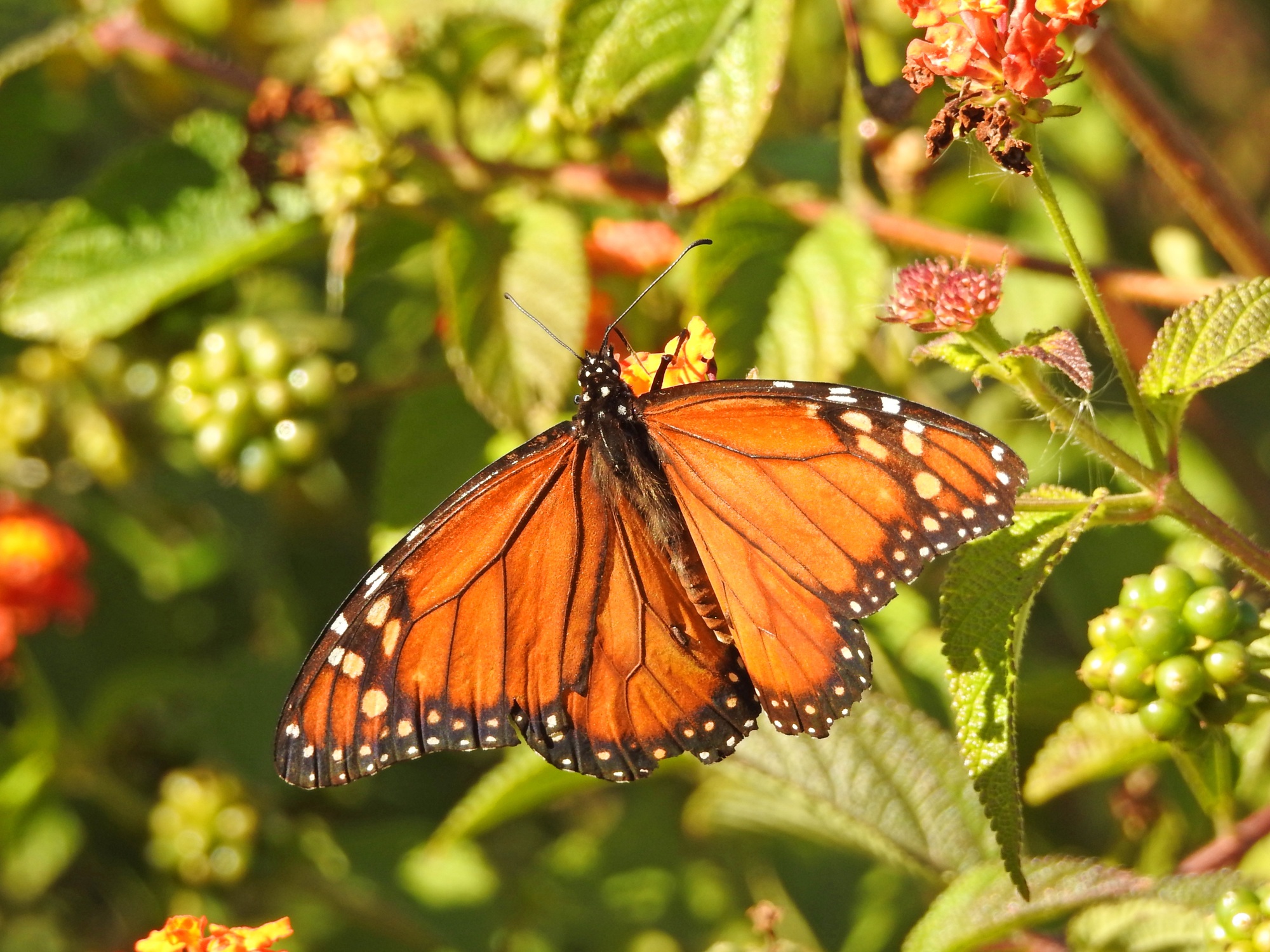 Orange butterfly in a sunny day