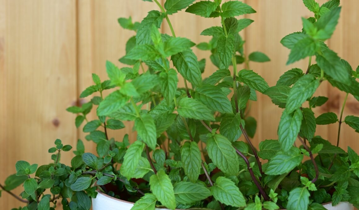 peppermint seedlings, spring gardening, growing plants, seeds, green, plants, organic, leaf, eco-fri