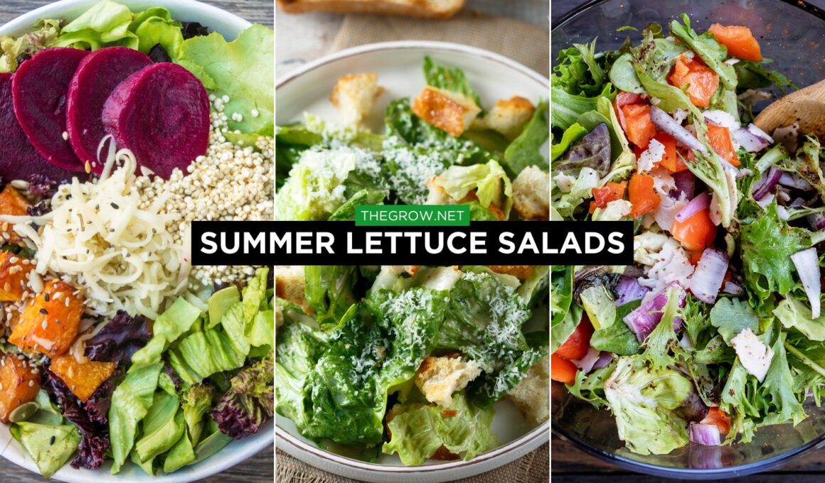 summer lettuce salads