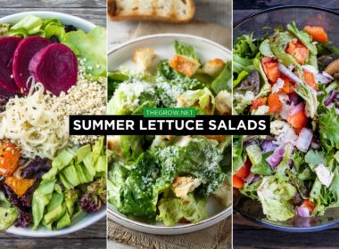 summer lettuce salads