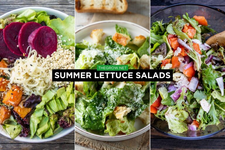 summer lettuce salads