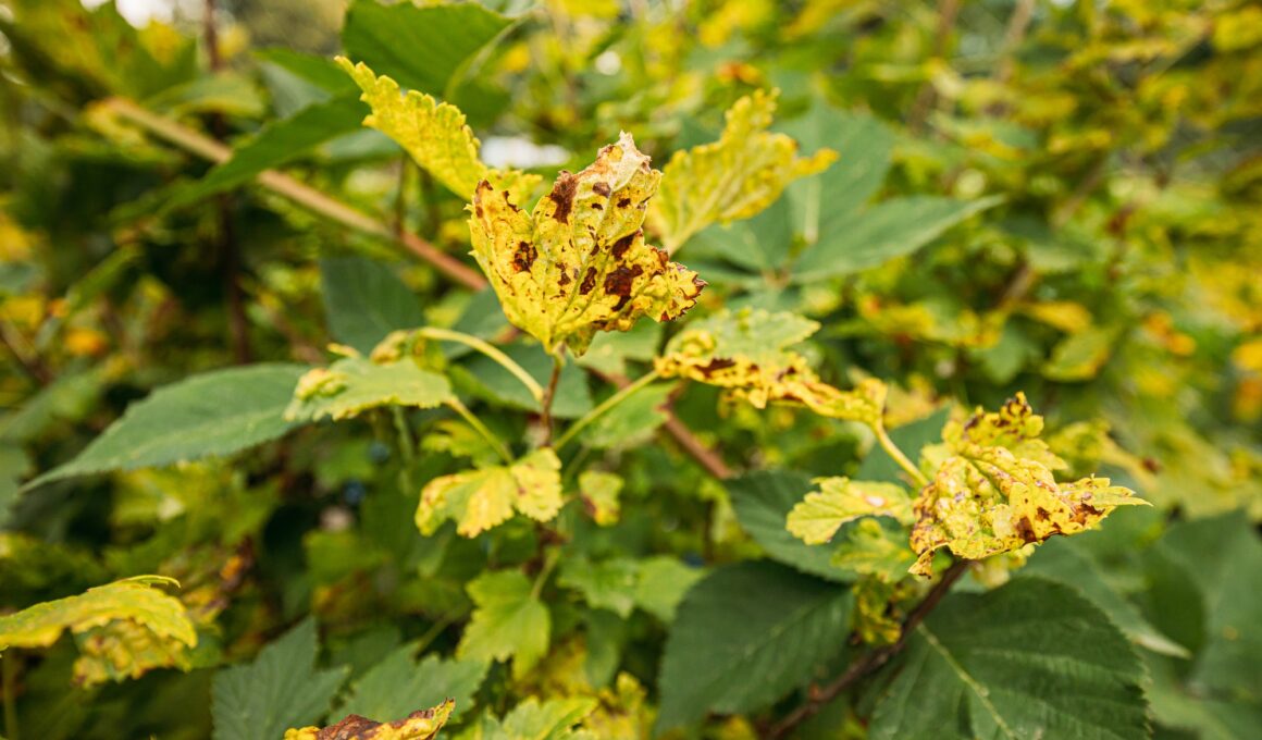 Traces Of Defeat By Leaf Gall Midges On Red Currant Leaves In Summer Sunny Day