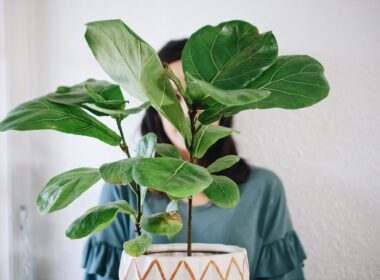 Woman holding fiddle leaf fig houseplant