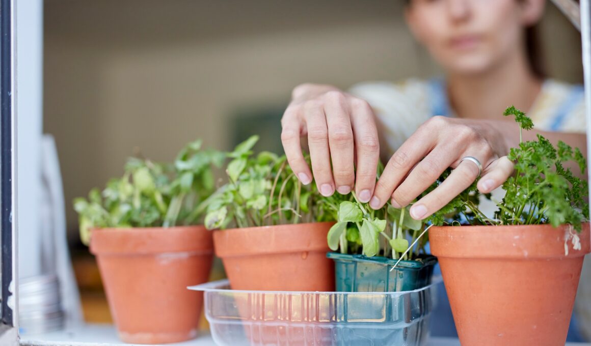 Woman picking home-grown herbs growing on windowsill
