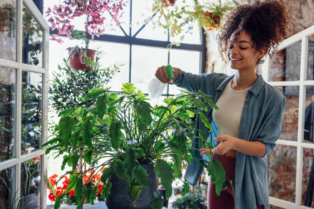 Young Afro American woman plant lover taking care of houseplant