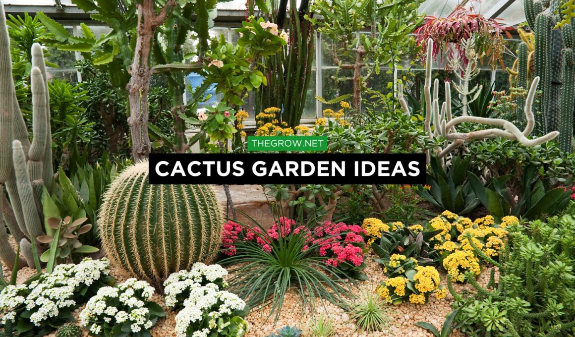 Cactus Garden Ideas
