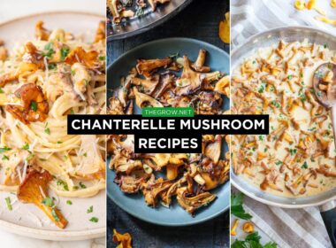 Chanterelle Mushroom recipes