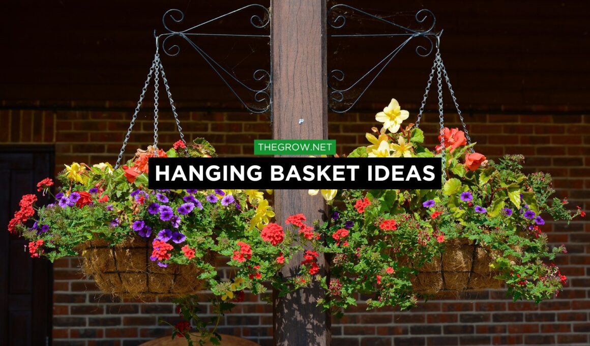 Hanging Basket Ideas