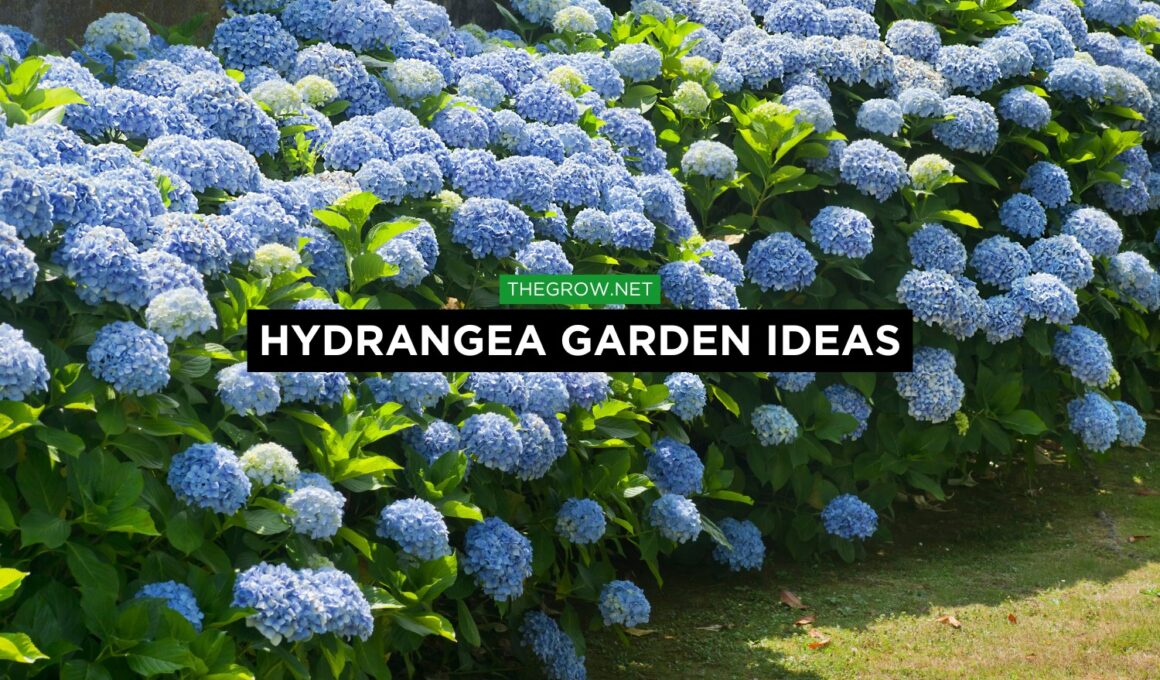 Hydrangea Garden ideas