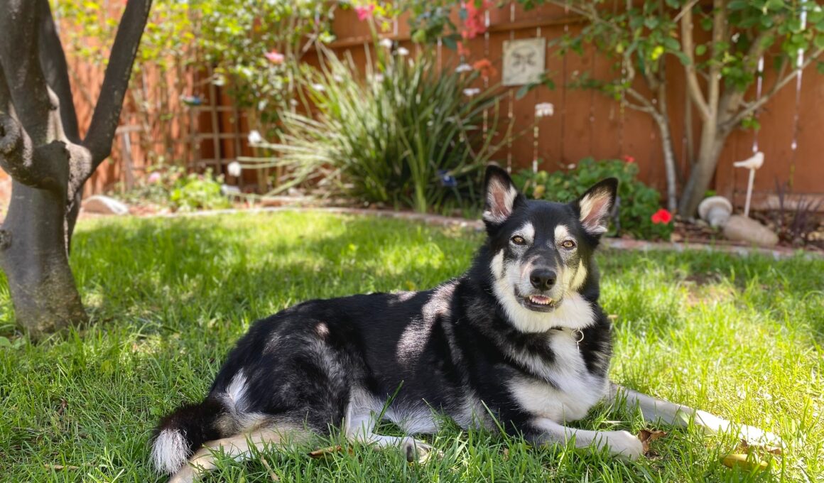 Beautiful Dog in the Backyard