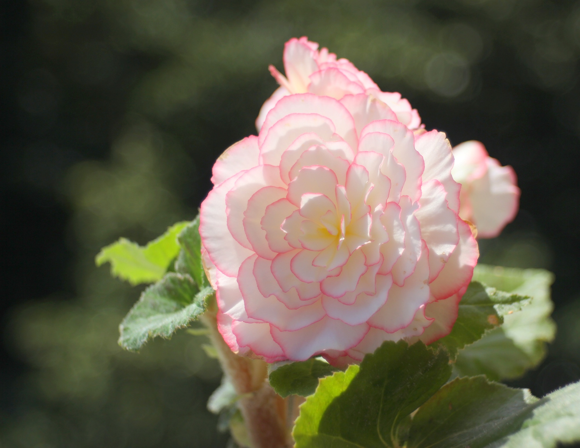 Beautiful white begonia flower - close up view